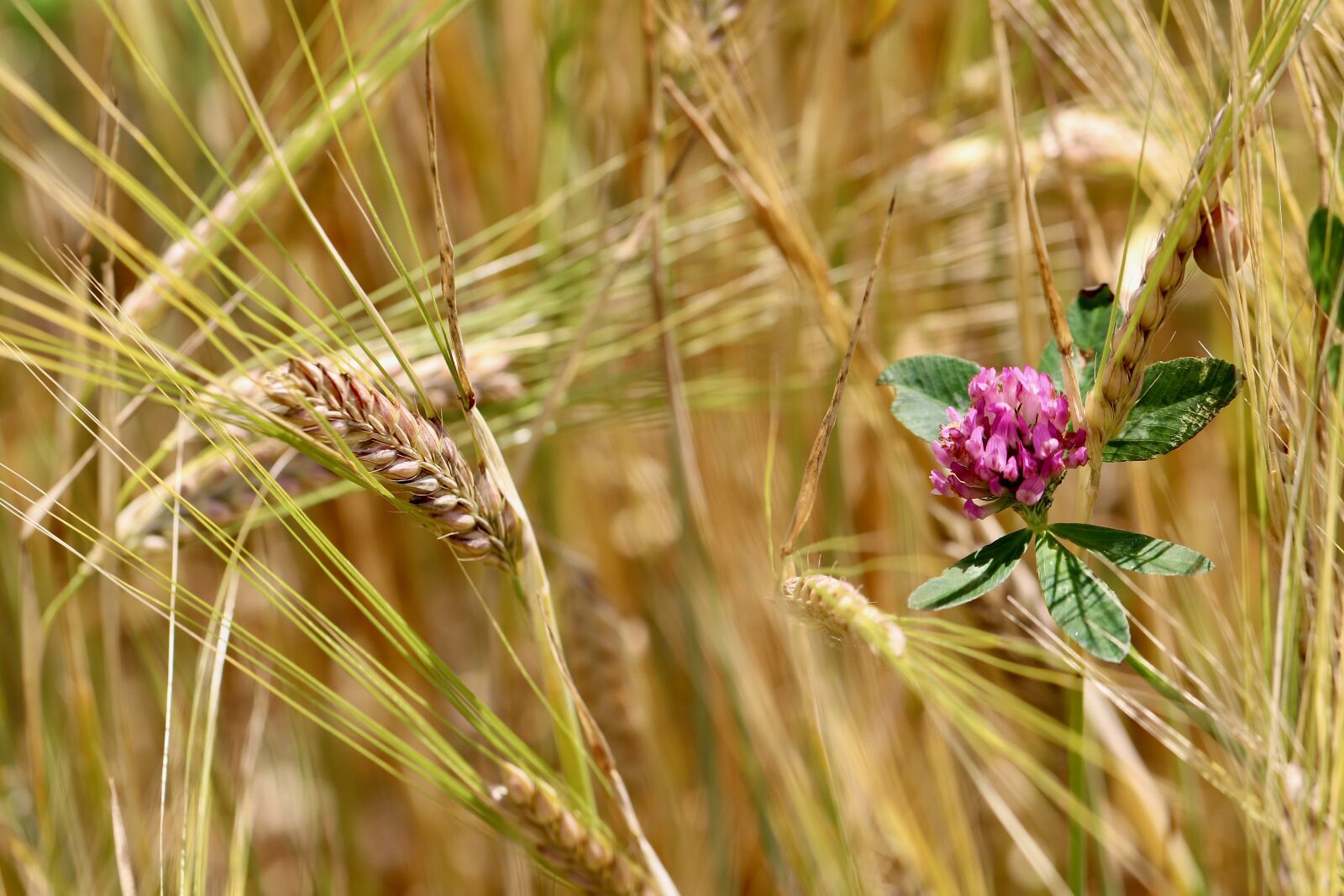 Canon EOS 800D (EOS Rebel T7i / EOS Kiss X9i) sample photo. Wheat, cornfield, klee photography