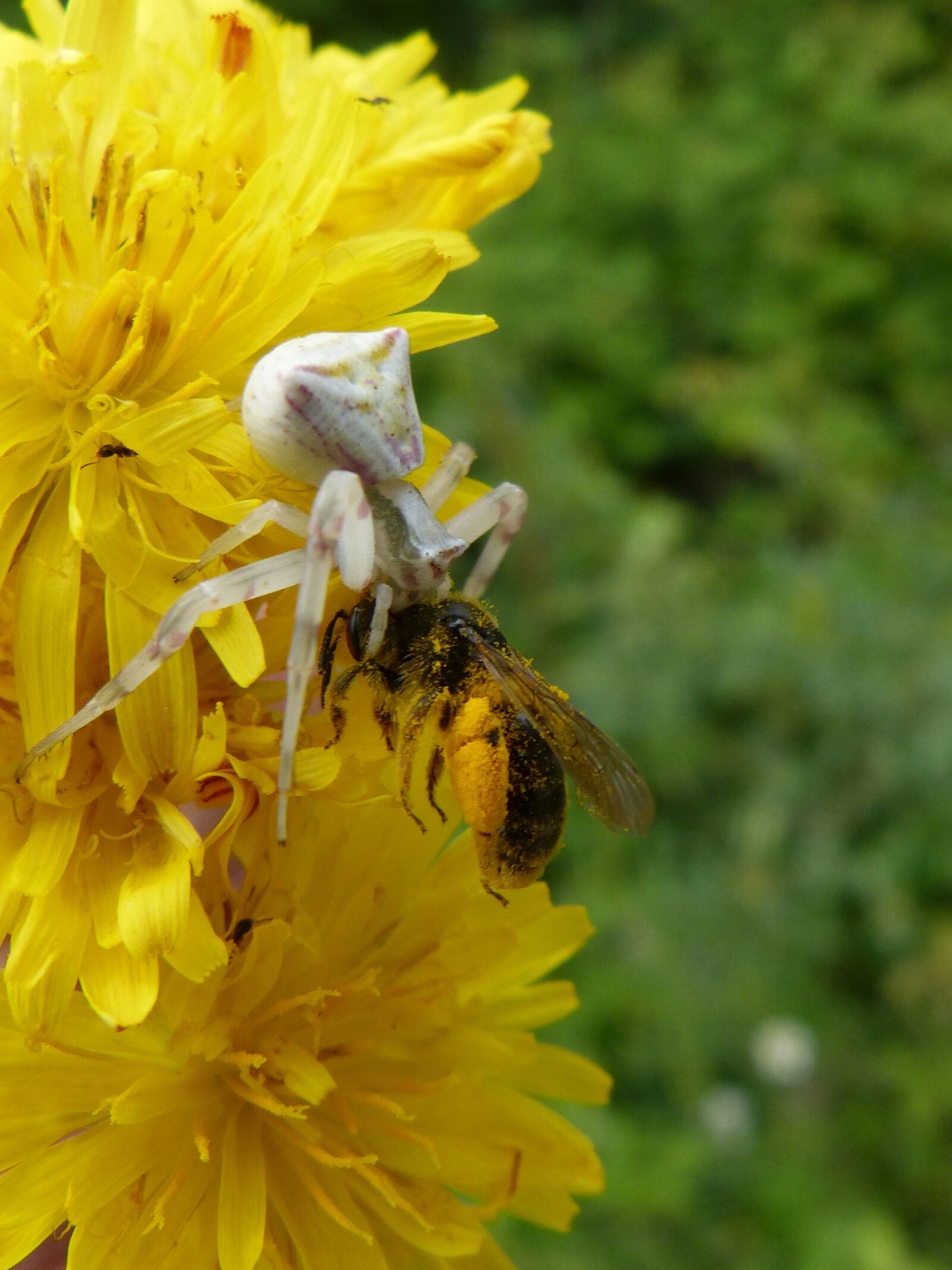Panasonic DMC-FZ62 sample photo. Spider, predator bee, hunting photography