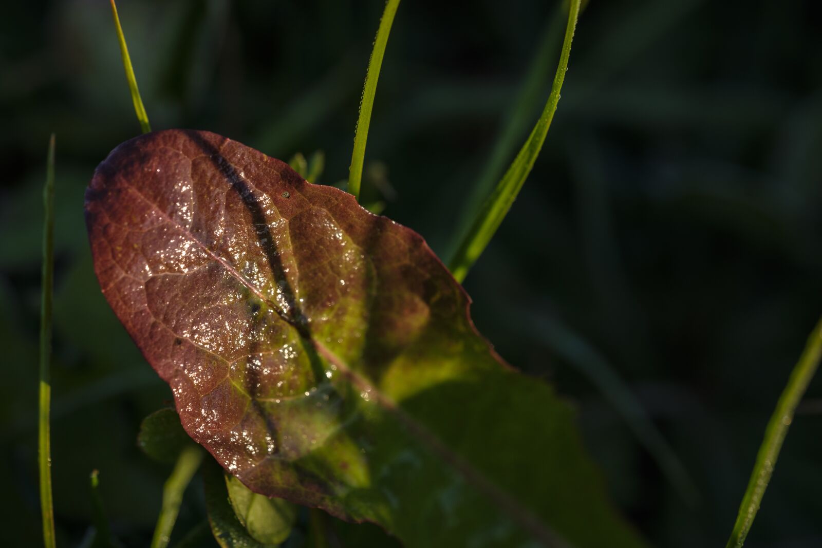 Fujifilm X-T2 + Fujifilm XF 80mm F2.8 R LM OIS WR Macro sample photo. Autumn, leaf, wet photography