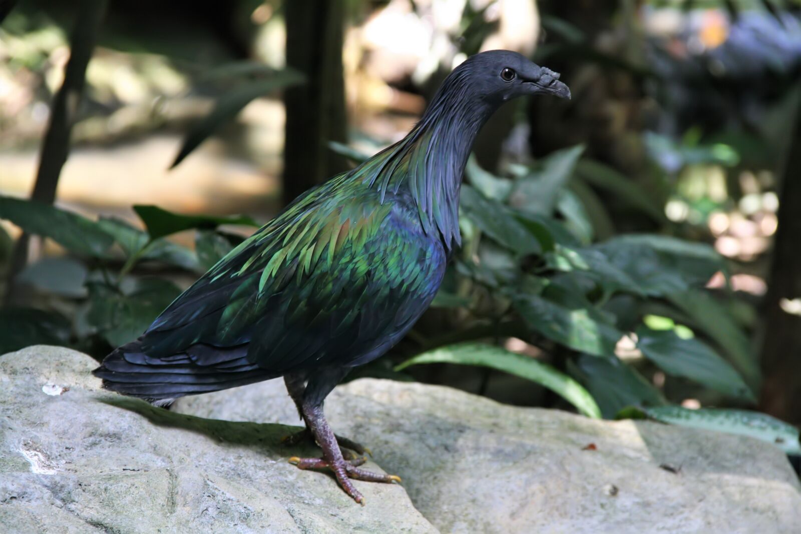Canon EOS 1000D (EOS Digital Rebel XS / EOS Kiss F) sample photo. Nicobar pigeon, colorful, animal photography