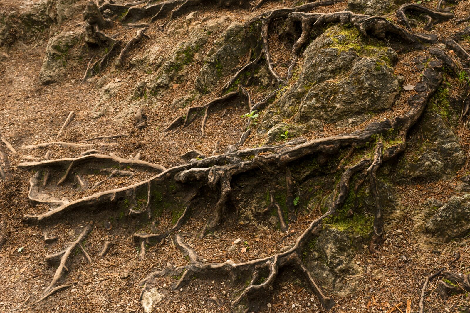 Nikon D7100 sample photo. The roots of the photography