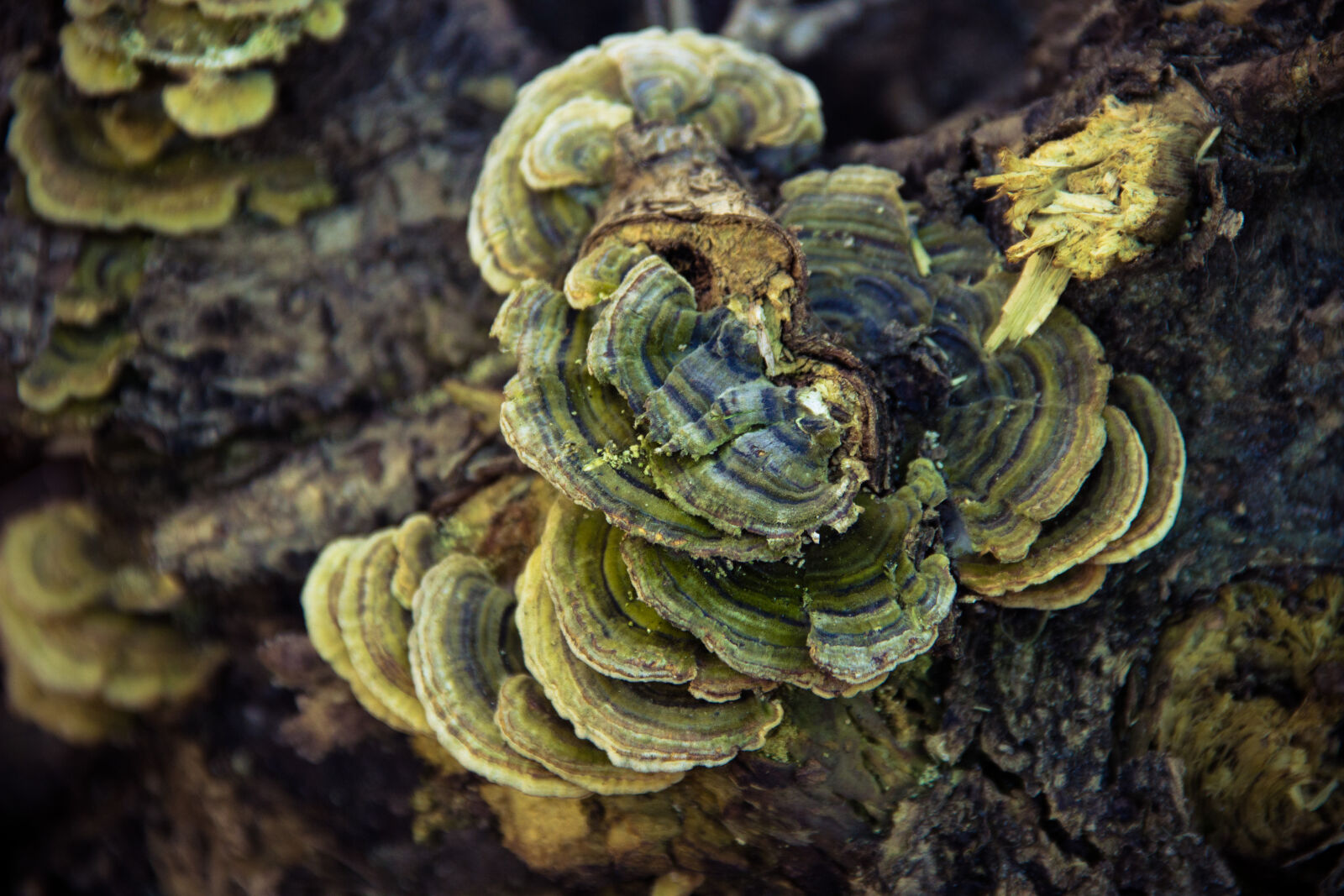 Canon EOS 600D (Rebel EOS T3i / EOS Kiss X5) sample photo. Forest, hub, wood photography