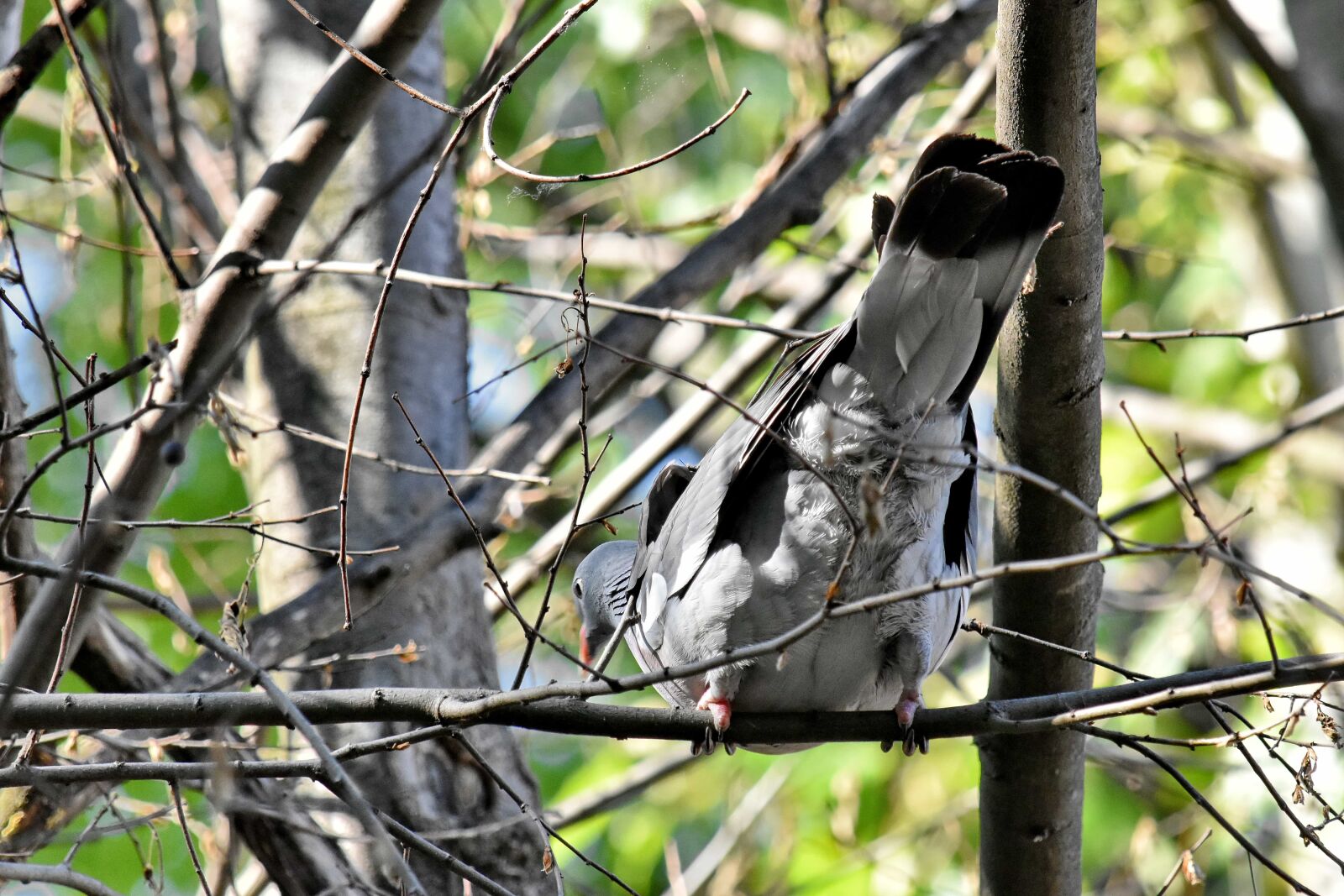 Nikon D5500 sample photo. Animal, animals, branch, pigeon photography