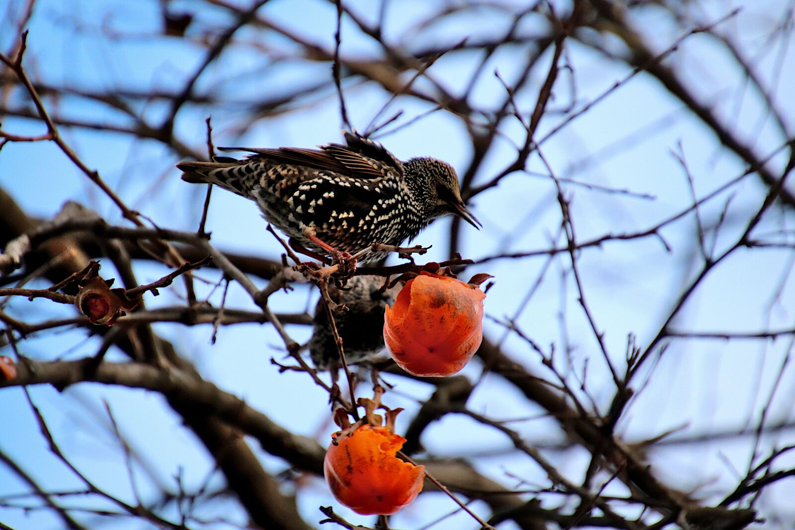 Canon EOS 800D (EOS Rebel T7i / EOS Kiss X9i) sample photo. Starling, common starling, sparrows photography