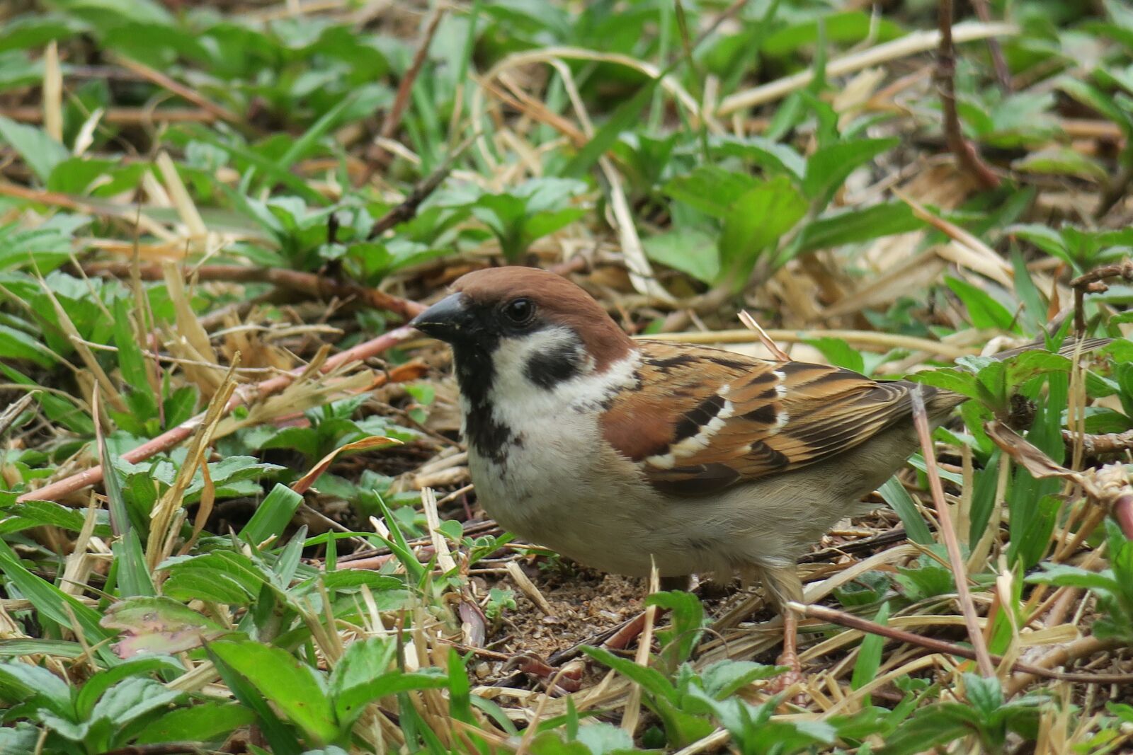 Canon PowerShot G3 X sample photo. Bird, nature, outdoor photography