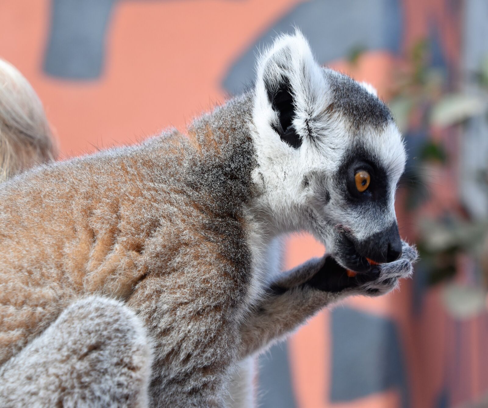 Nikon D5600 sample photo. Lemur, animal, nature photography