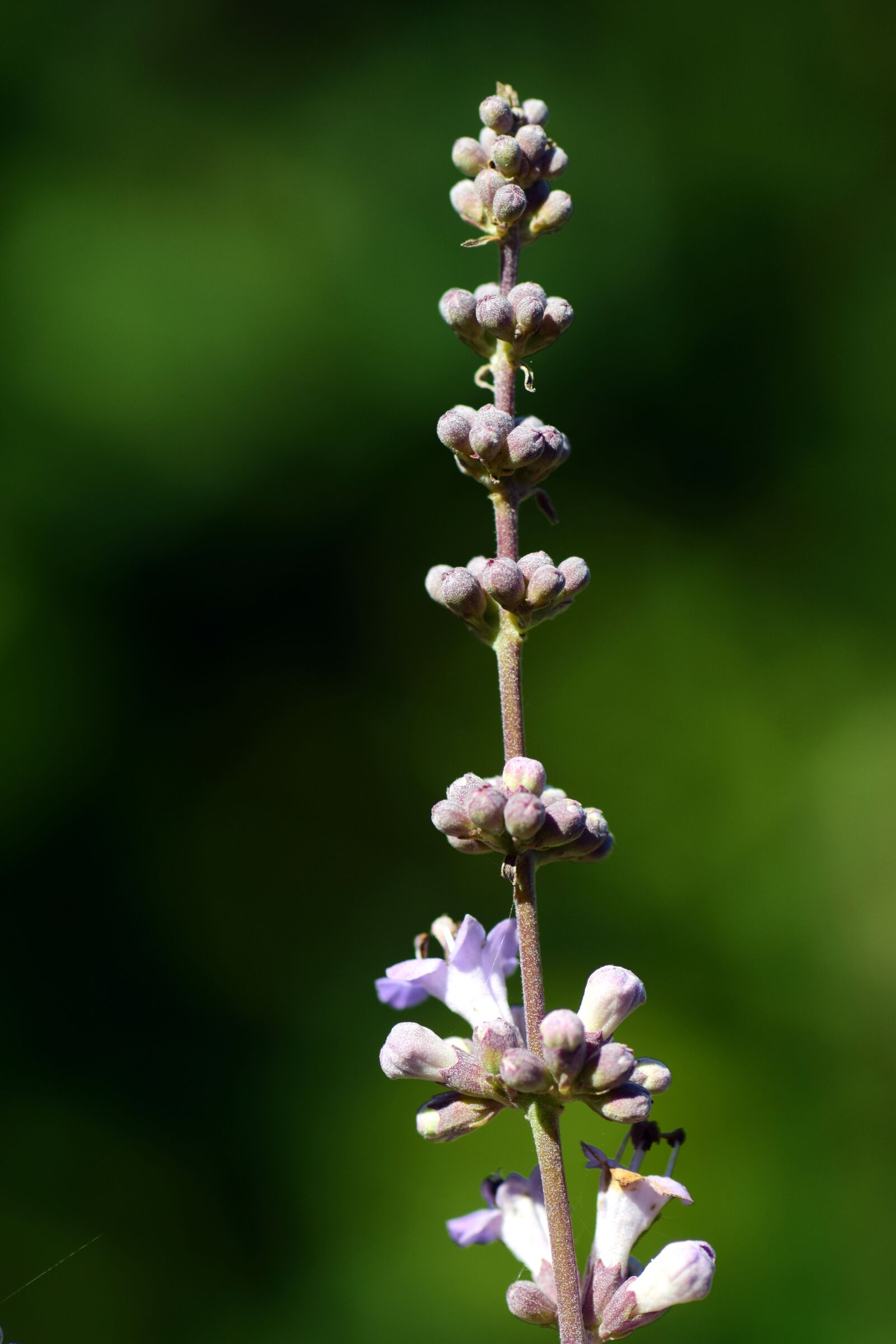 Nikon D3300 sample photo. Monk pepper, agnus castus photography