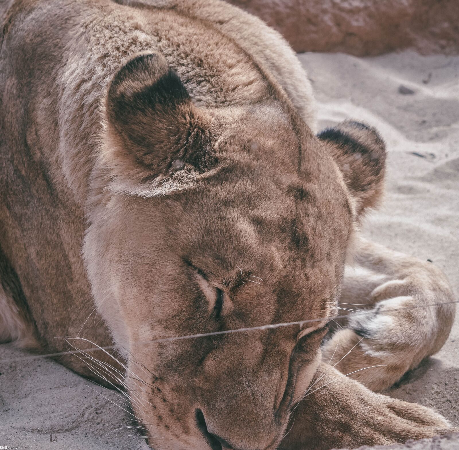 Nikon D3400 sample photo. Wildlife, nature, africa photography