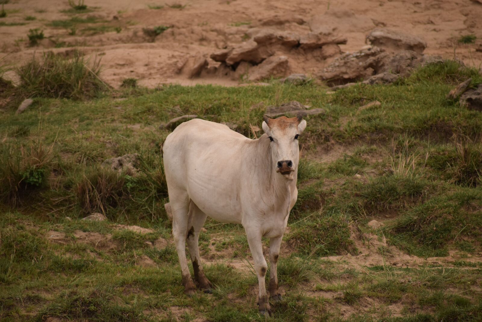 Nikon D3300 sample photo. Cow, cattle, livestock photography