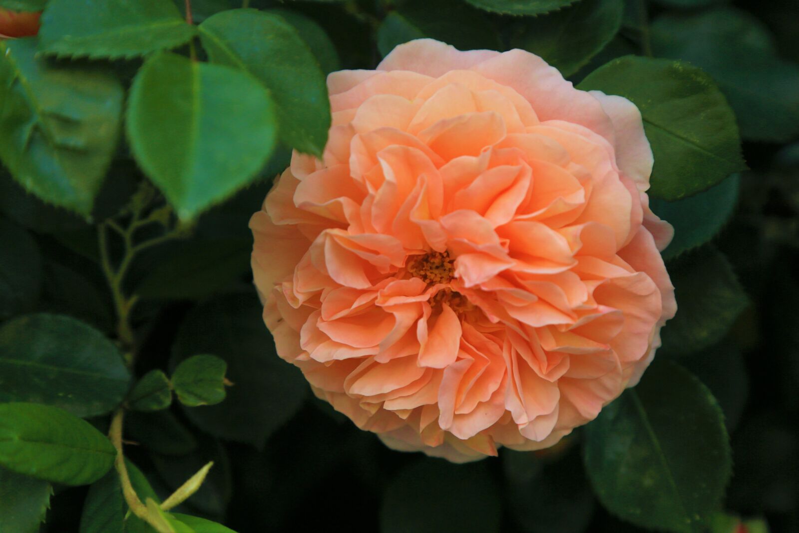 Canon EF 24-105mm F4L IS USM sample photo. Rose, pink, love photography