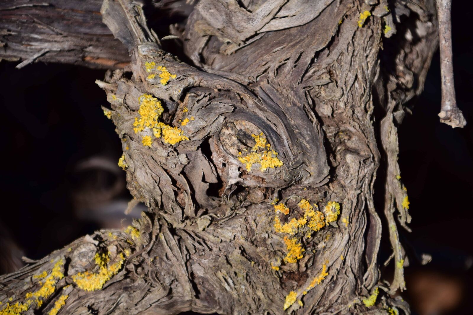 Nikon D3300 sample photo. Tree, nature, bark, wood photography