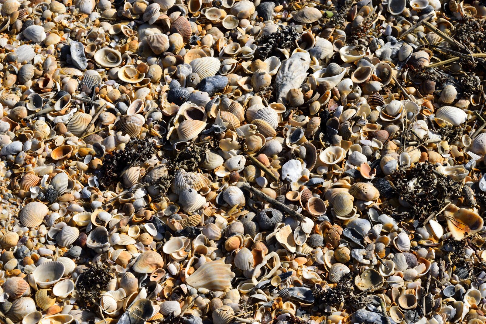 Nikon D3300 sample photo. Beach shells, background, backdrop photography