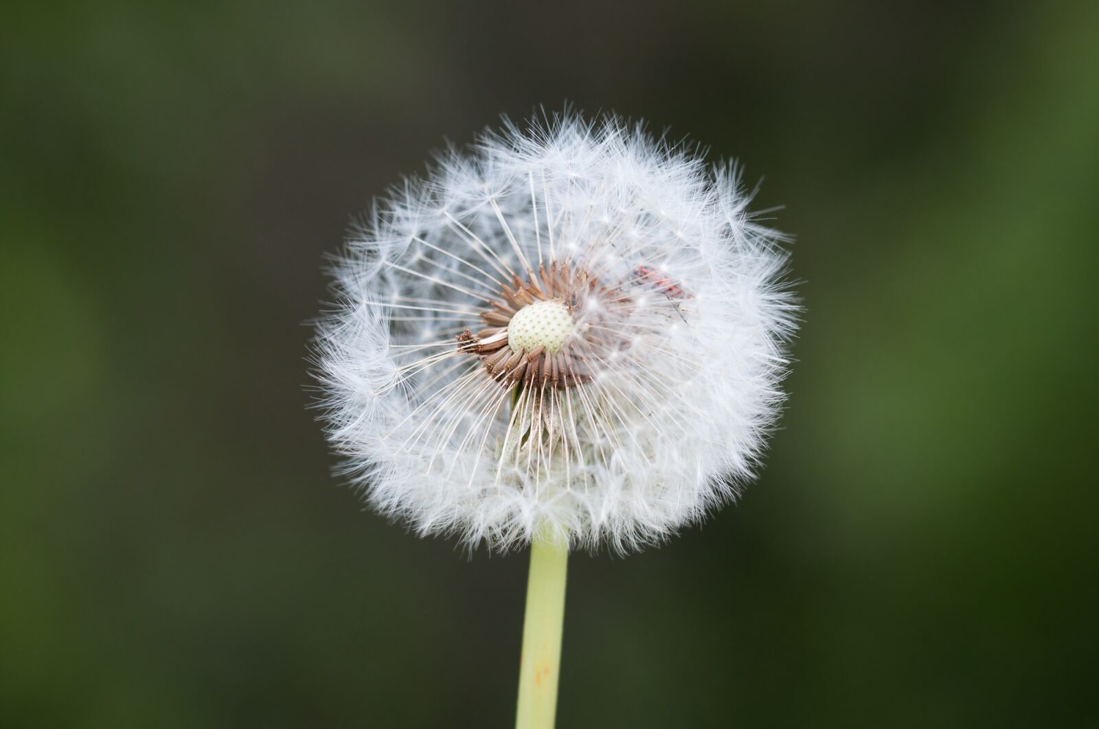 Nikon D90 sample photo. Dandelion, faded, seeds photography