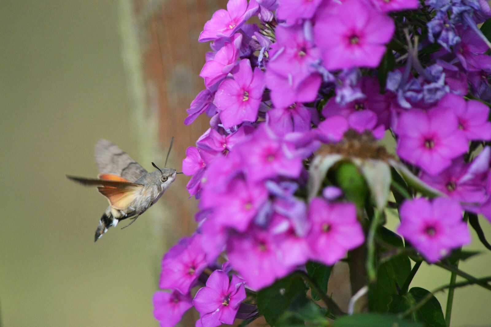 Nikon D5200 sample photo. Insect, flower, nature photography