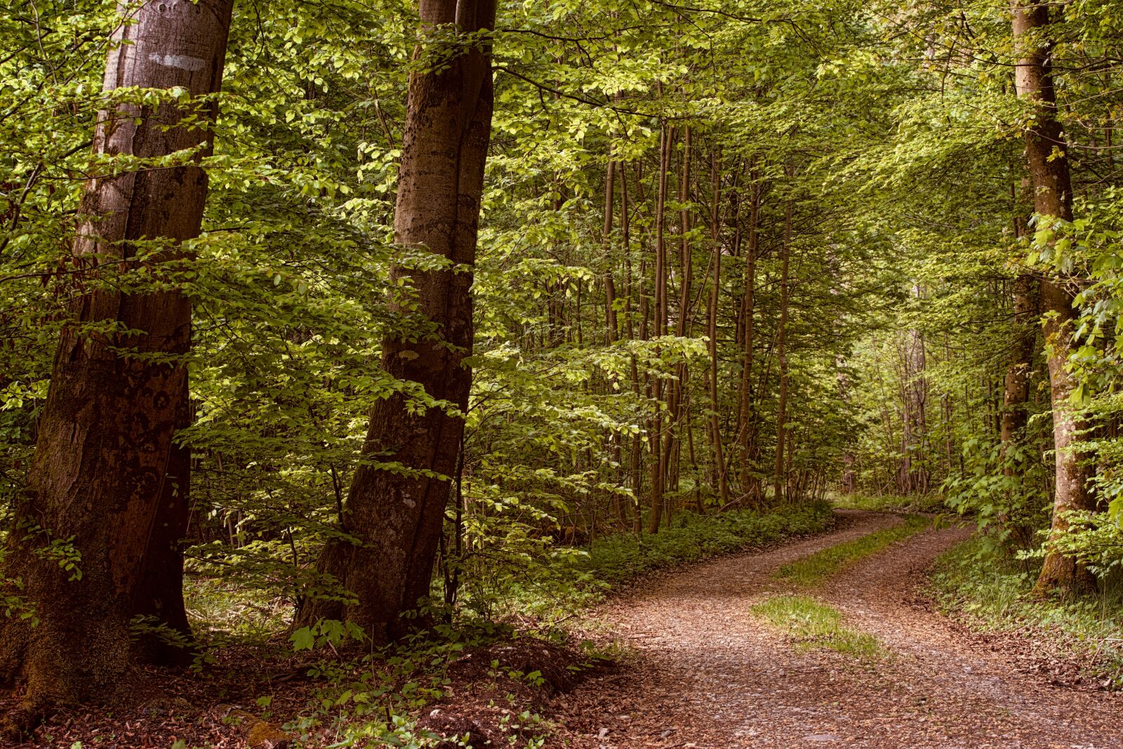 Sony a7 II + DT 70-200mm F4 SAM sample photo. Away, forest, green photography