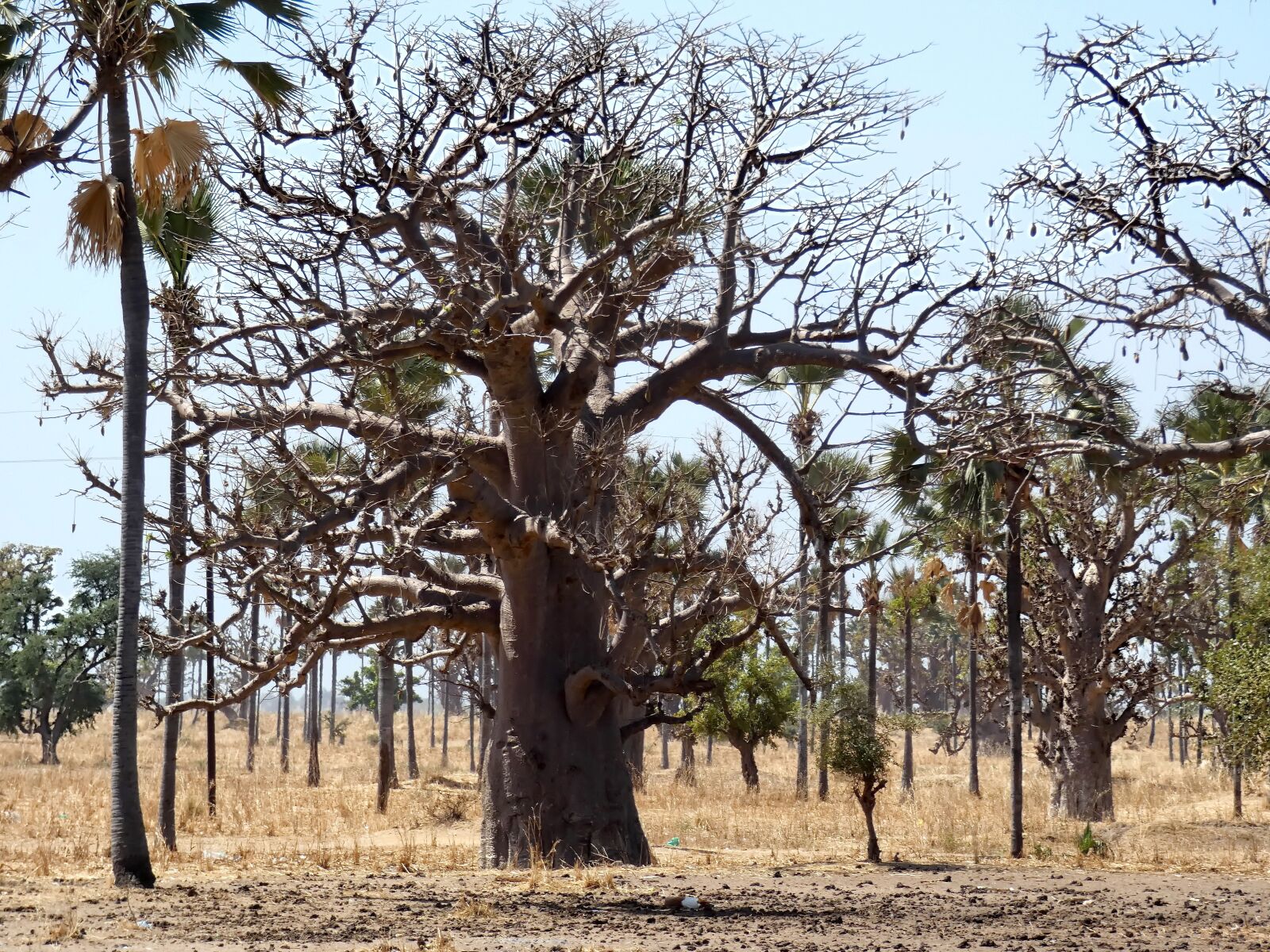 Panasonic Lumix DC-FZ80 (Lumix DC-FZ82) sample photo. Senegal, baobab, forest photography
