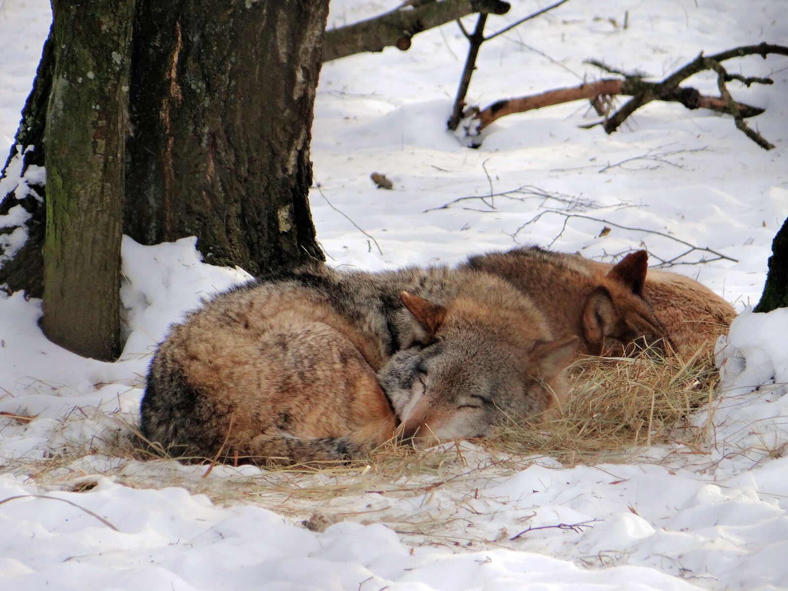 Sony DSC-HX200V sample photo. Wolf, dream, mammal photography