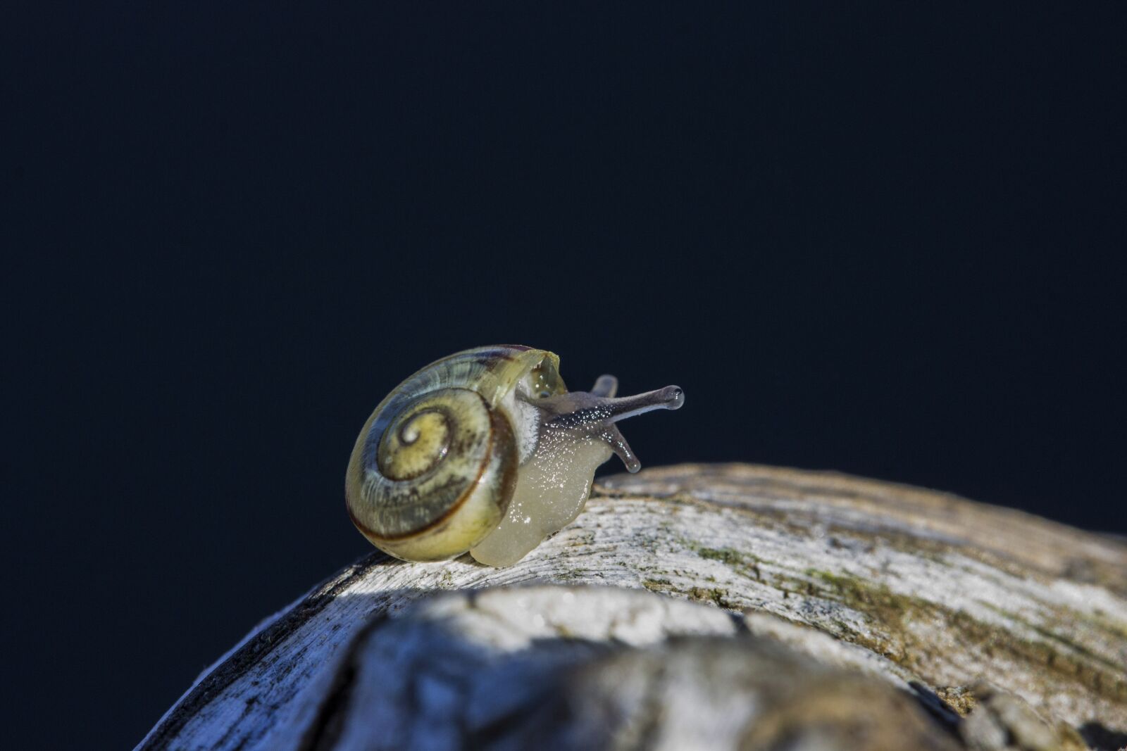 Canon EF-S 60mm F2.8 Macro USM sample photo. Snail, animal, fauna photography