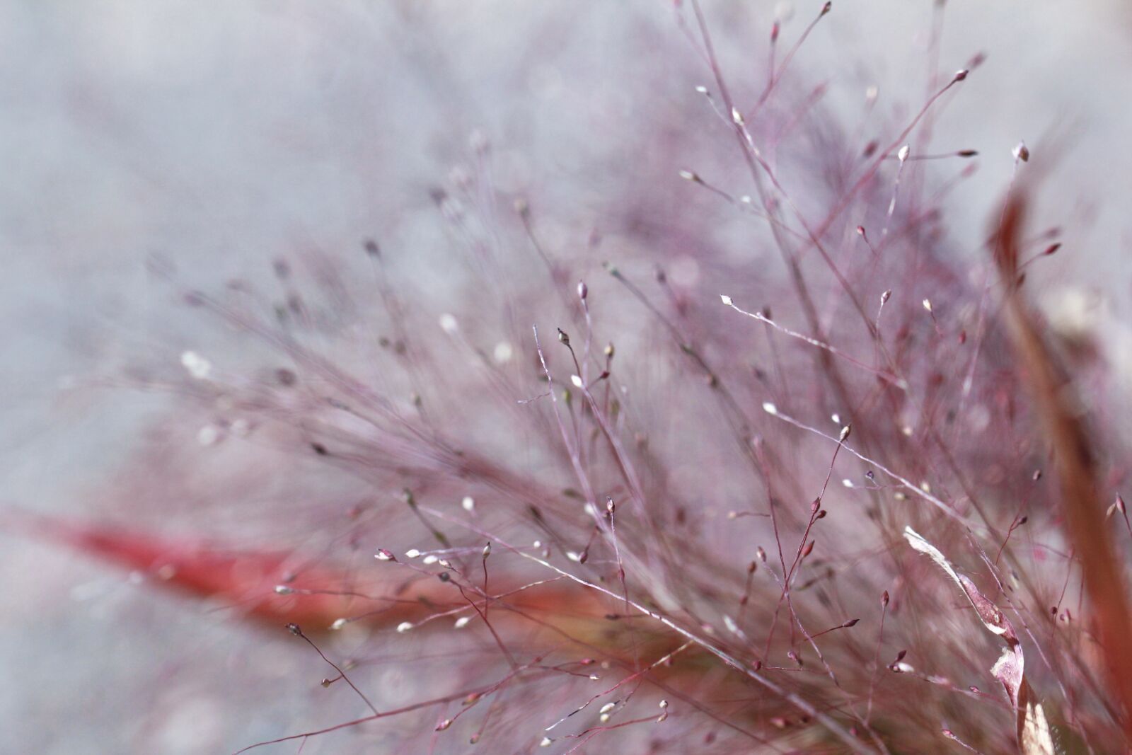 Canon EF 100mm F2.8L Macro IS USM sample photo. Texture, flowers, abstract photography
