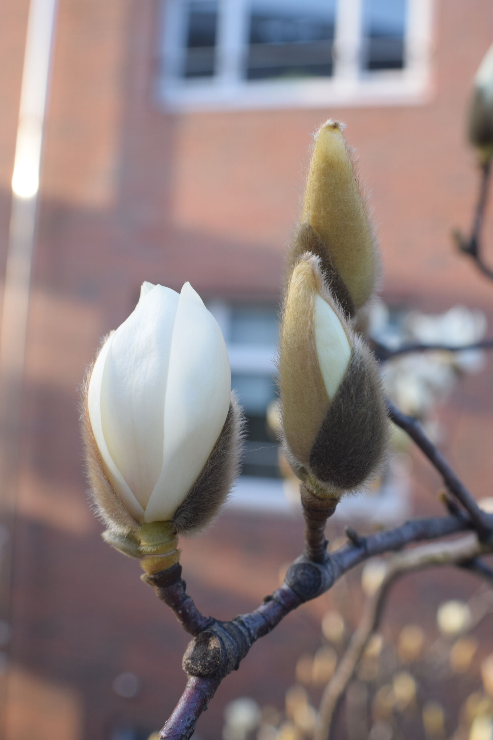Nikon D3300 sample photo. Bloom, blossom, blossoms, buds photography