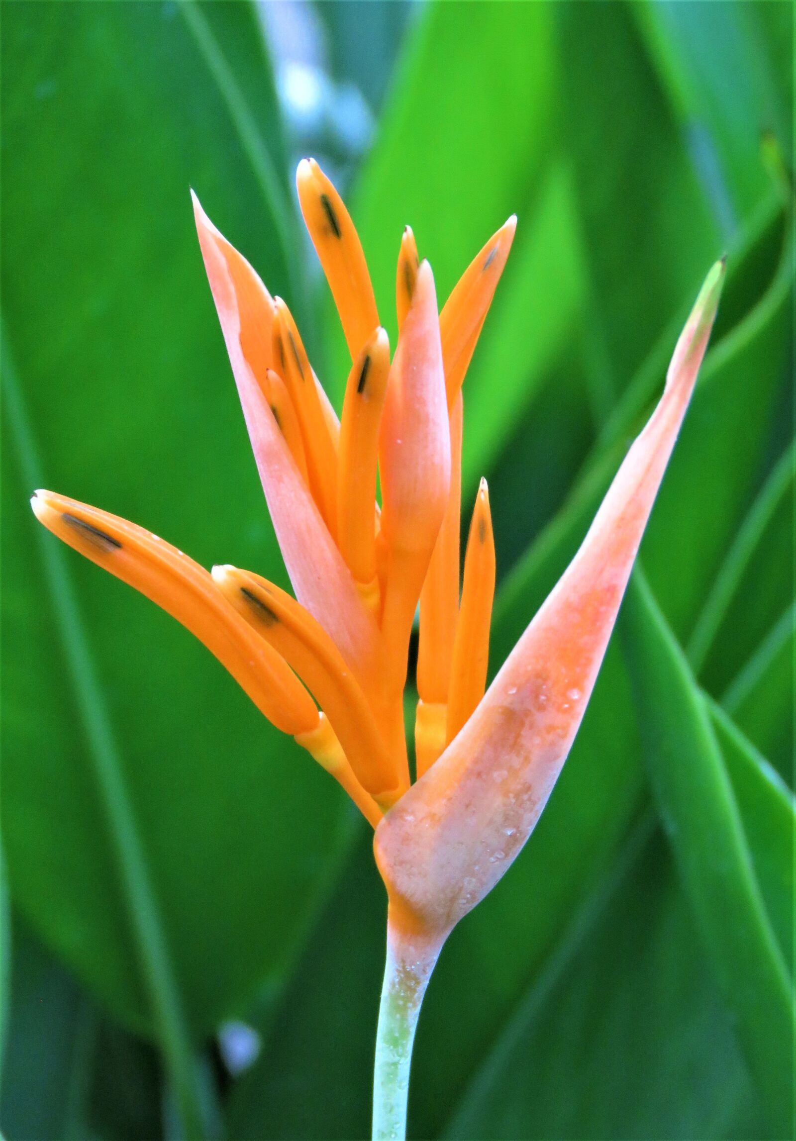 Canon PowerShot SX60 HS sample photo. Flower, flora, orange photography