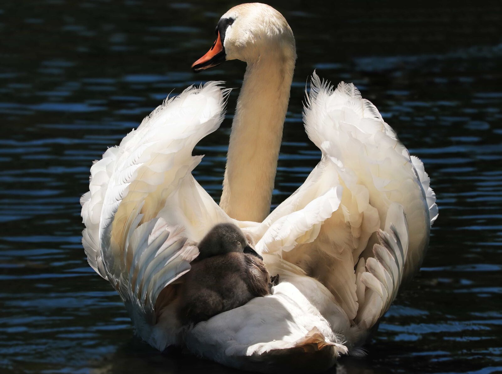 Canon EOS 80D sample photo. Water, poultry, swan, bird photography