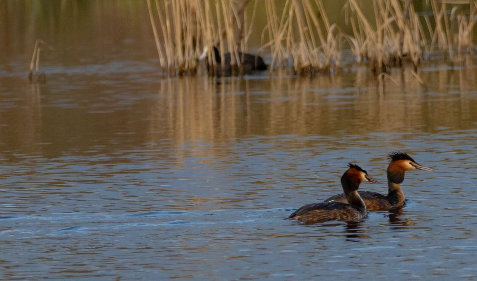 Canon EOS 7D Mark II + Canon EF 100-400mm F4.5-5.6L IS II USM sample photo. Great crested grebe, grebe photography