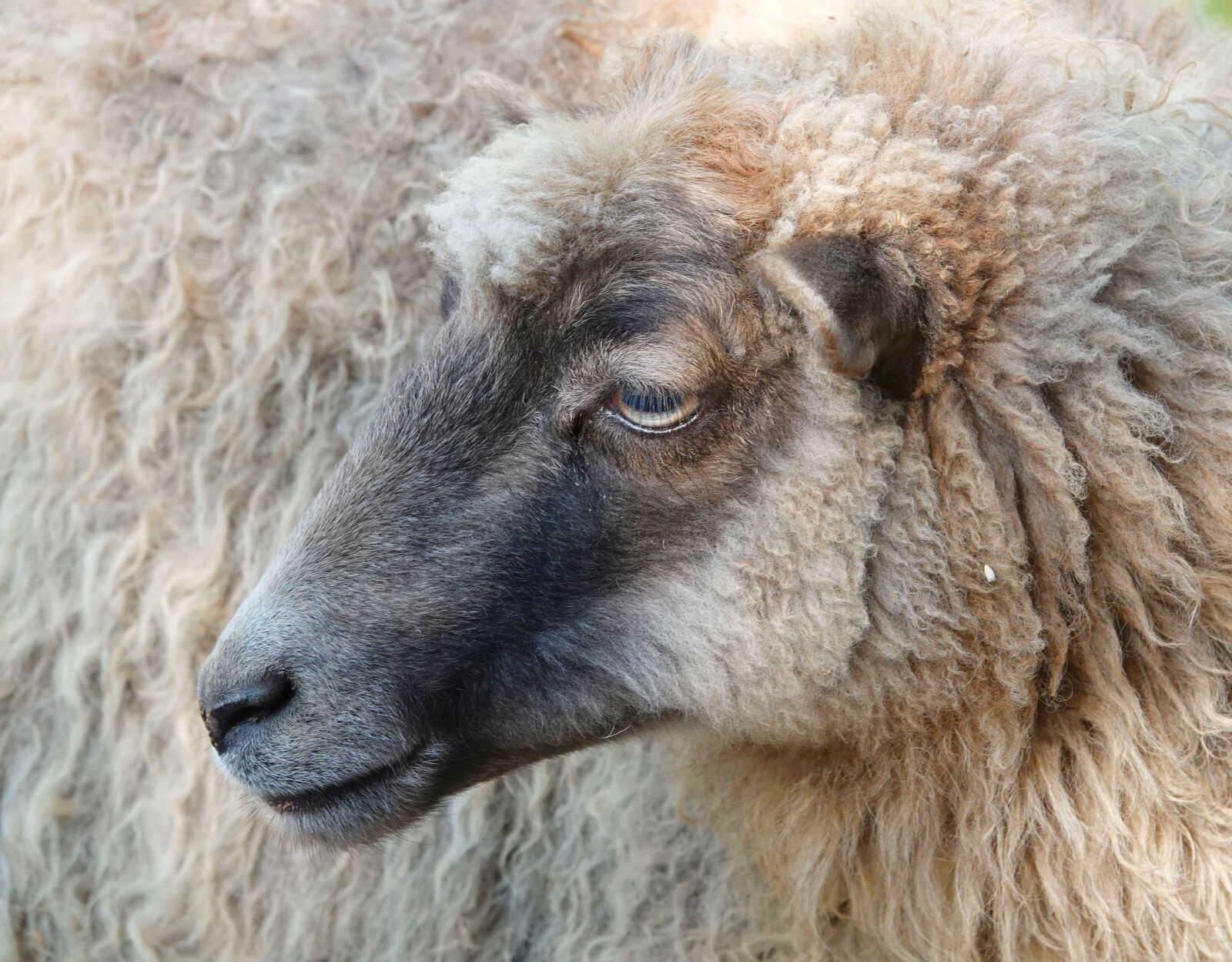 Sony Cyber-shot DSC-RX10 IV sample photo. Sheepshead, sheep, wool photography
