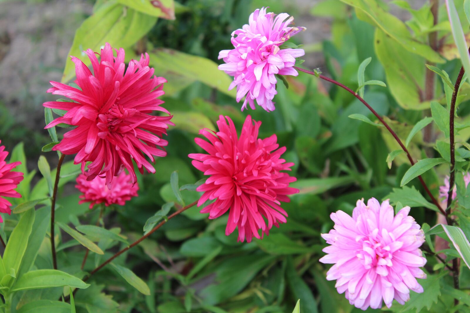 Canon EOS 1200D (EOS Rebel T5 / EOS Kiss X70 / EOS Hi) sample photo. Astra, autumn flowers, garden photography