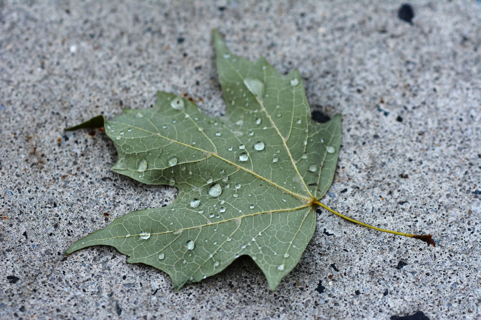 Nikon D7100 sample photo. Leaf, green, concrete photography