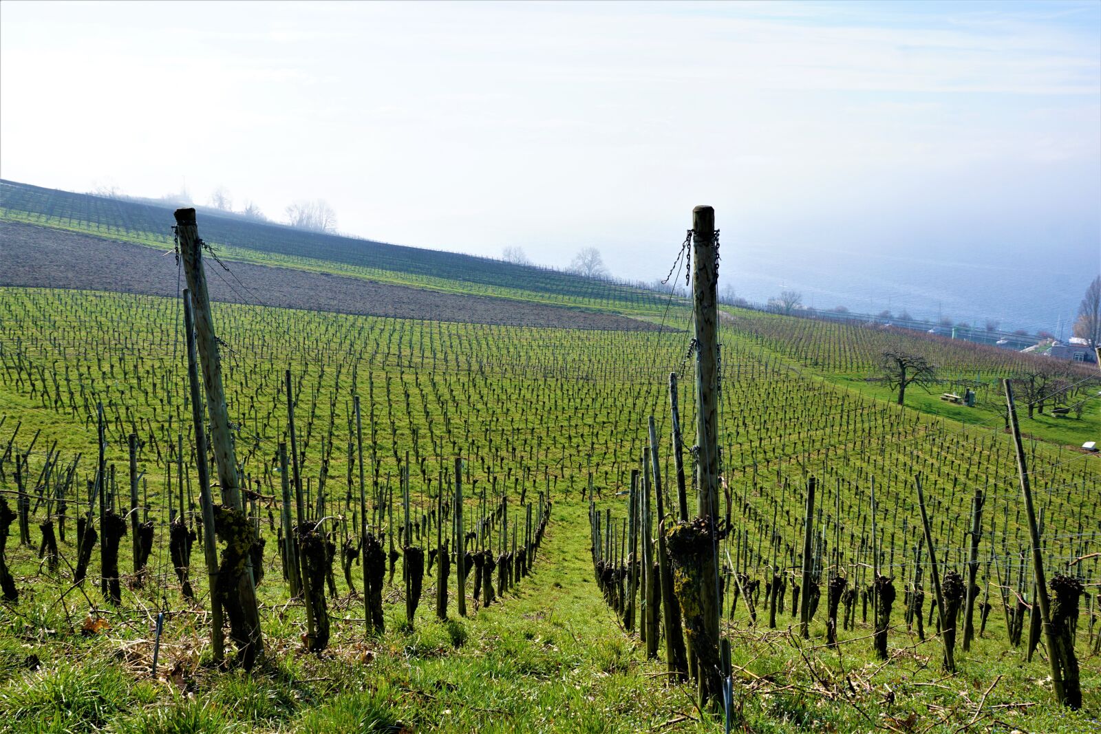 Sony ILCA-77M2 + Sony DT 16-50mm F2.8 SSM sample photo. Vineyard, wine, lake constance photography
