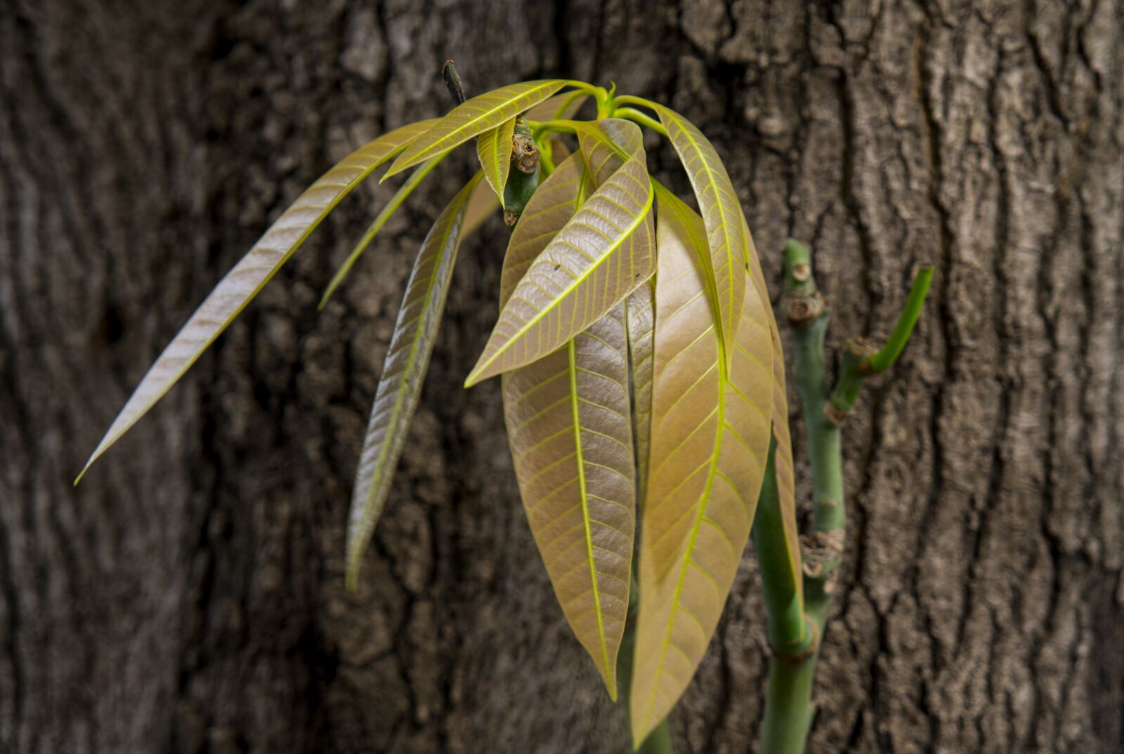Sony Alpha NEX-F3 + Sony E 18-55mm F3.5-5.6 OSS sample photo. Bark, mango leaves, natural photography