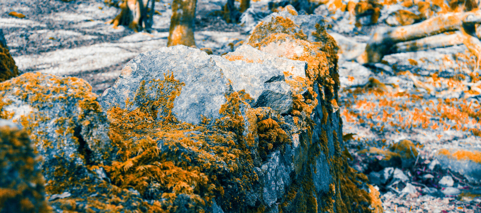Nikon D3200 sample photo. Autumn, crimson, forest, frost photography