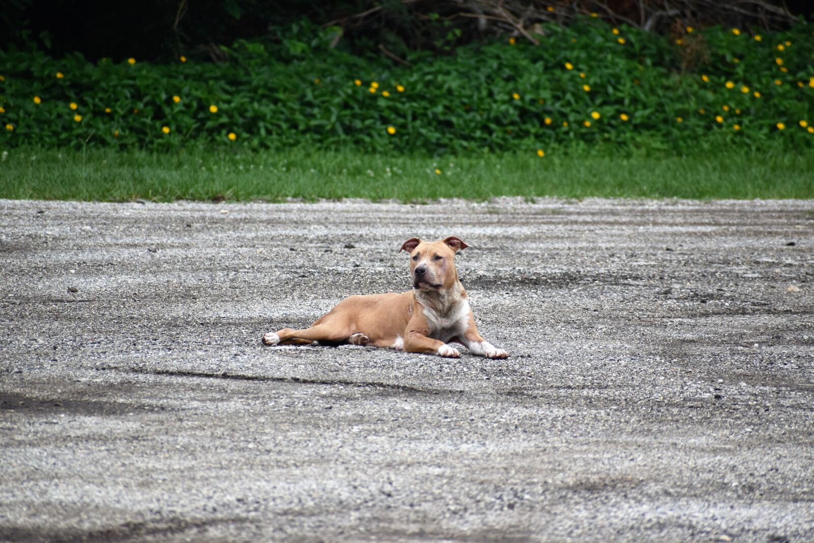 Nikon D3500 sample photo. Stay dog, pitbull, doggy photography