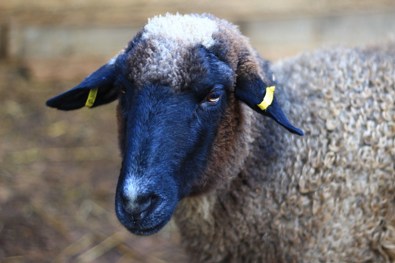Canon EOS 100D (EOS Rebel SL1 / EOS Kiss X7) sample photo. Sheep, village, animals photography