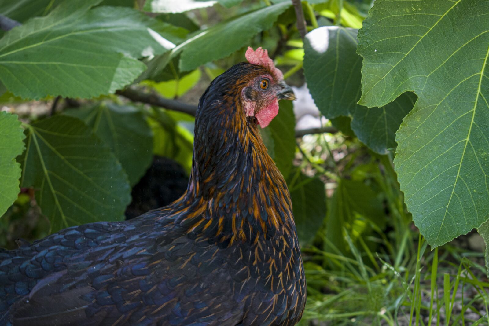 Nikon D3300 sample photo. Chicken, animals, black photography