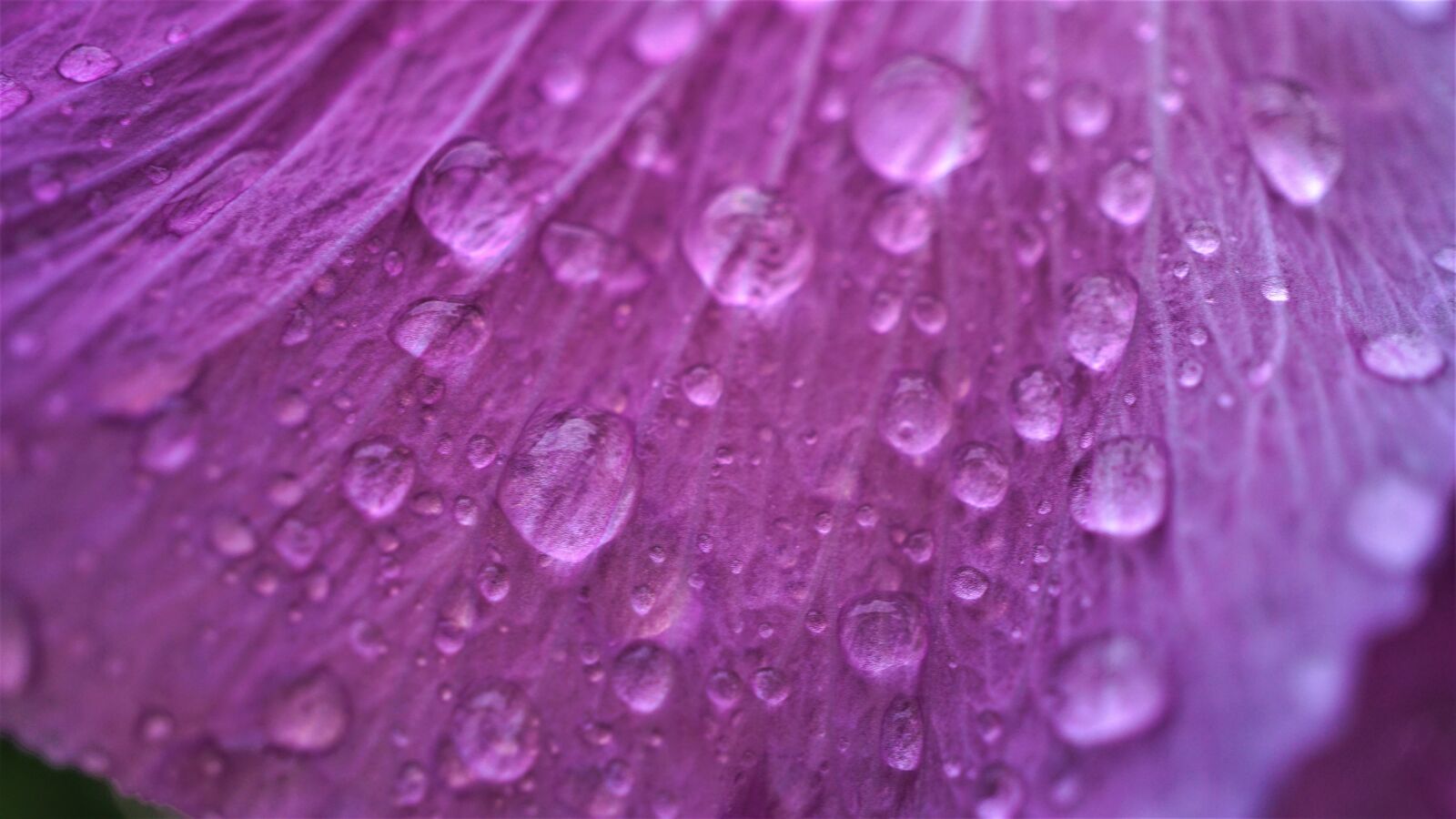 Sony E 30mm F3.5 Macro sample photo. Drop of water, background photography