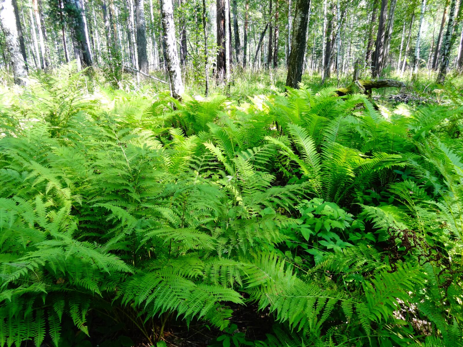 Sony Cyber-shot DSC-HX10V sample photo. Nature, forest, summer photography
