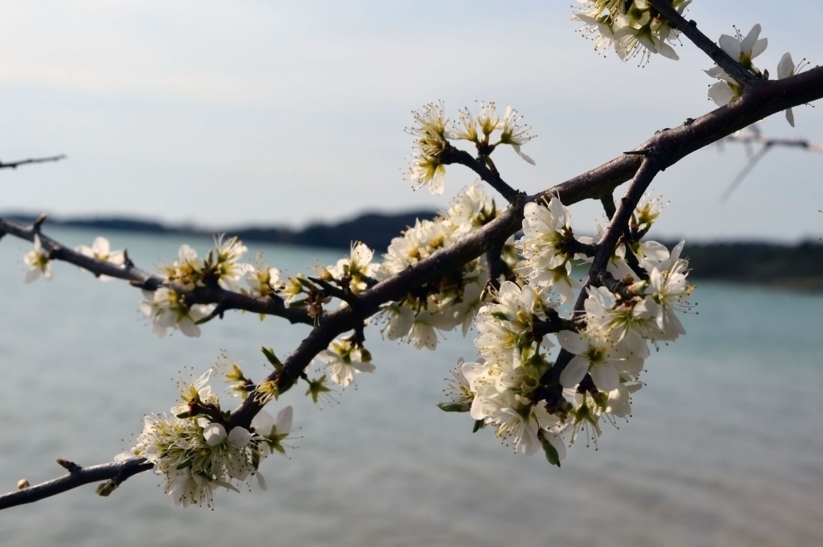 Nikon D3200 sample photo. Flower, cherry, spring photography