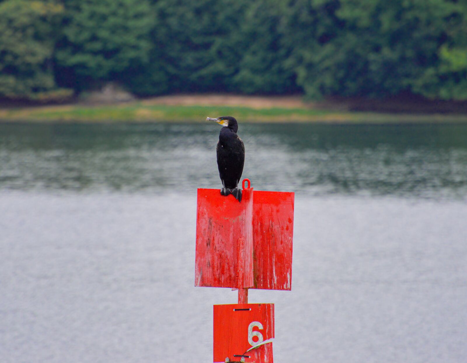 Nikon D3200 sample photo. Cormorant, bird, river photography