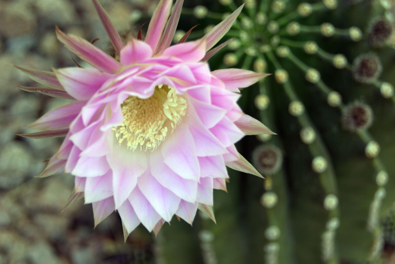Sony SLT-A65 (SLT-A65V) sample photo. Flower, cactus, plant photography
