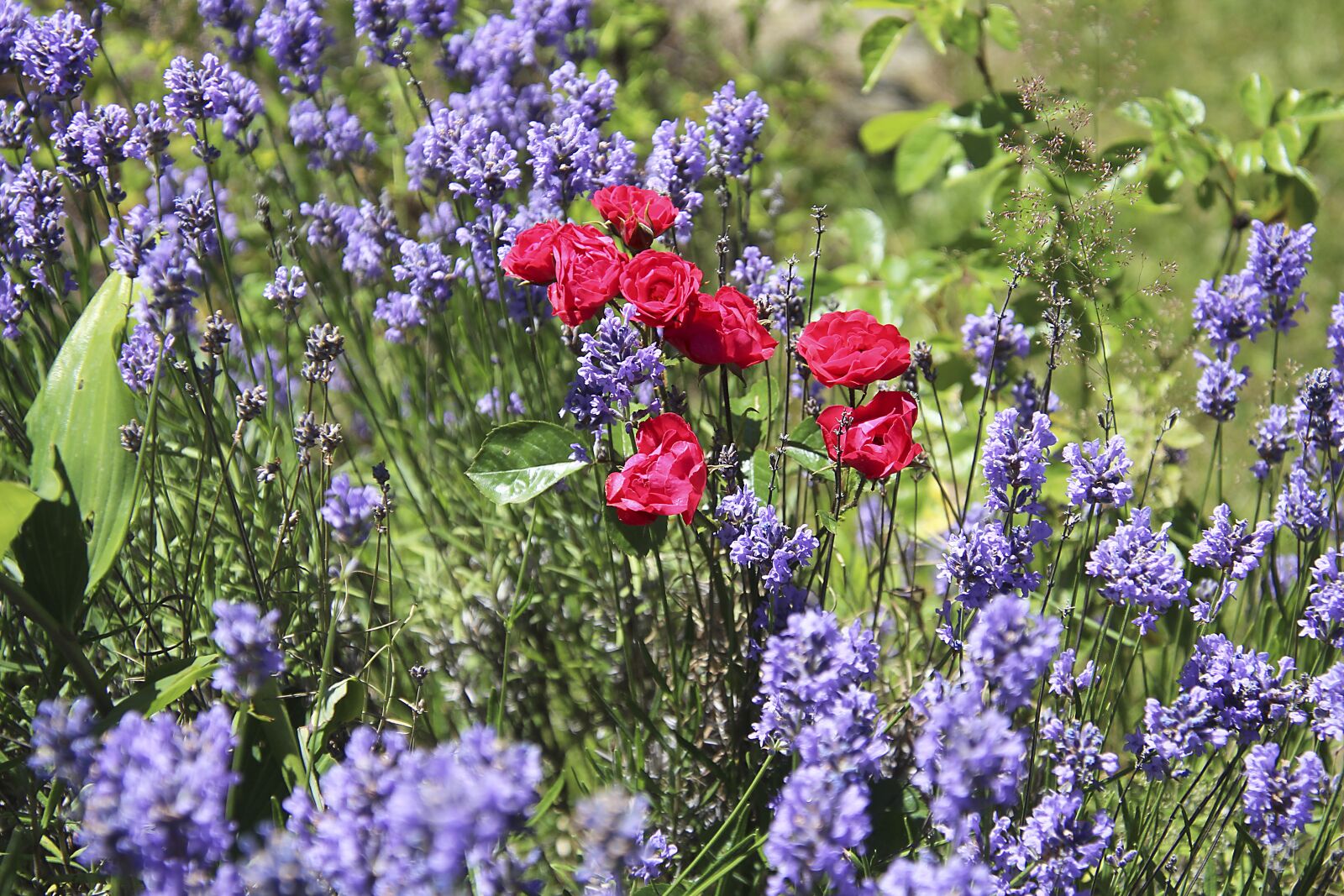 Canon EOS 700D (EOS Rebel T5i / EOS Kiss X7i) sample photo. Roses, lavender, plant photography