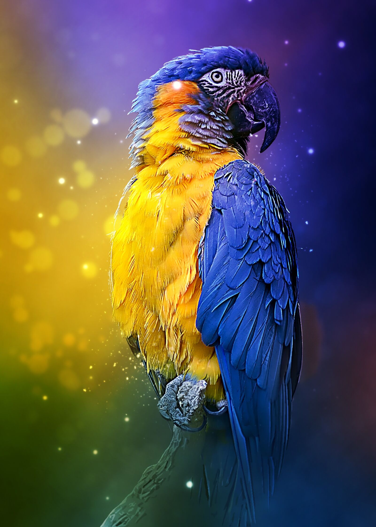 Nikon D7000 sample photo. Parrot, colorful, bird photography