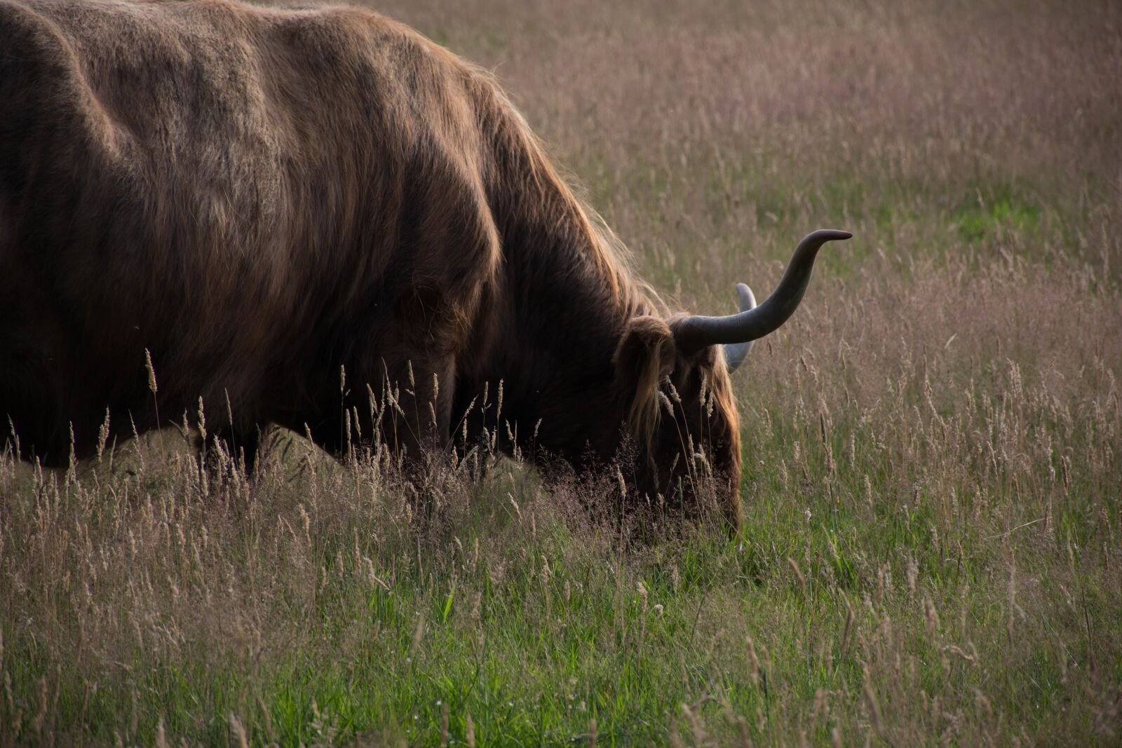 Nikon D7200 sample photo. Mammals, no person, animal photography