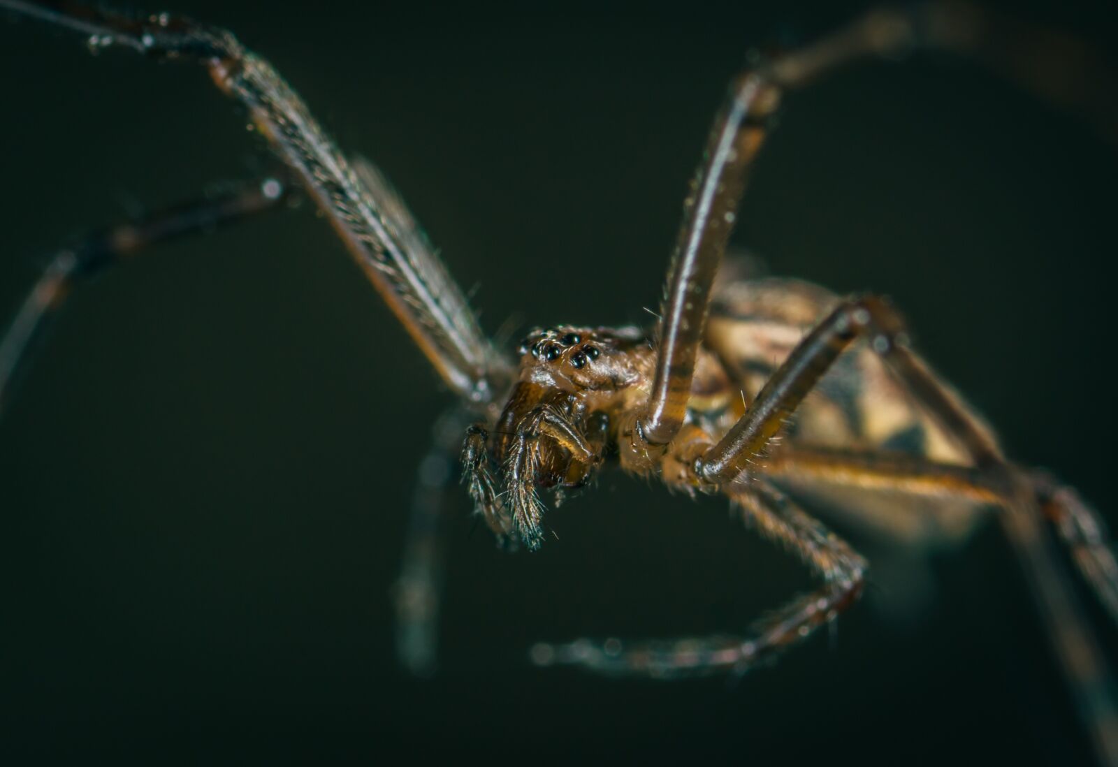 #124 65/2.8 sample photo. Spider, bespozvonochnoe, a spider-like photography