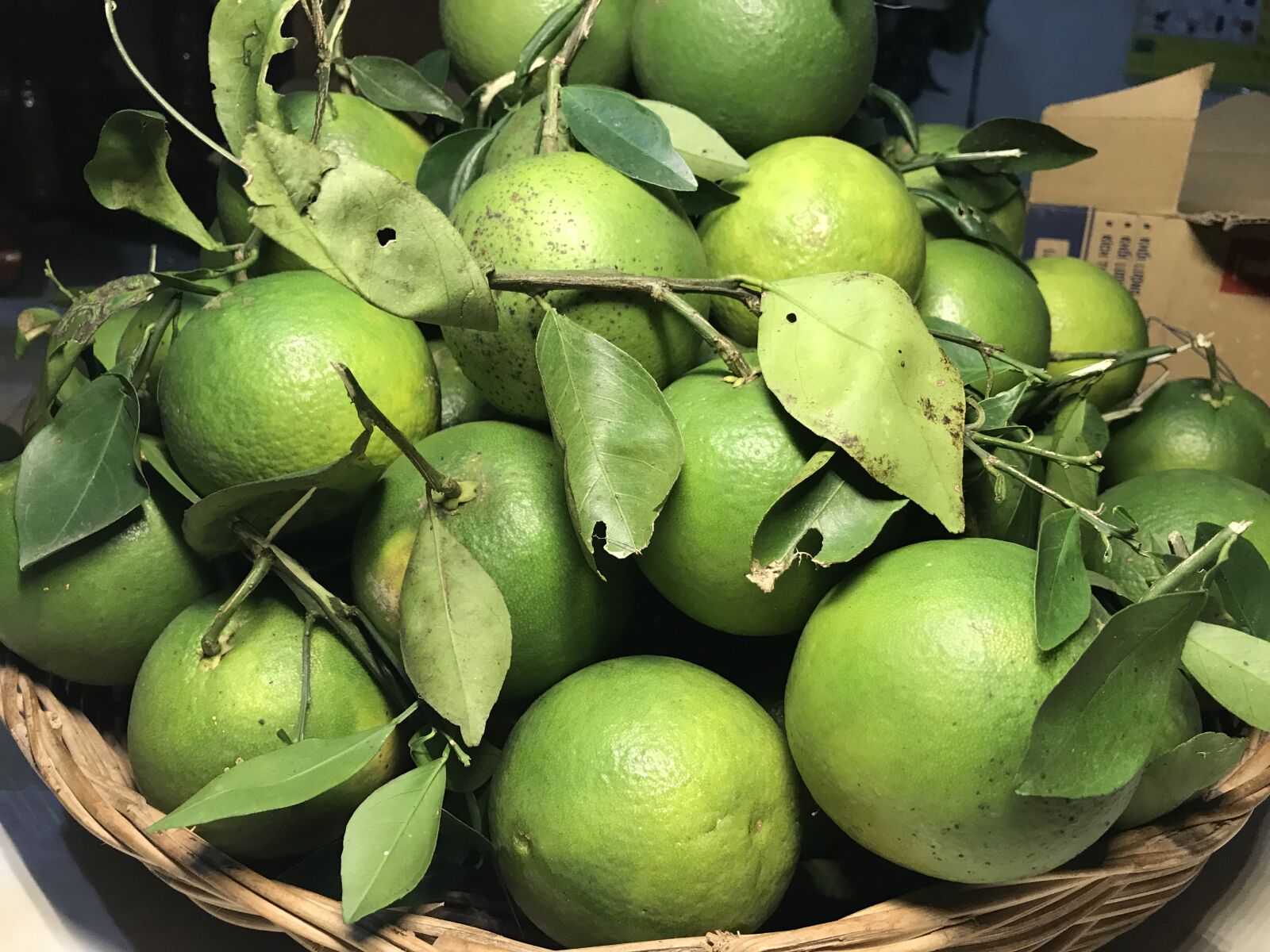 Apple iPhone 7 Plus sample photo