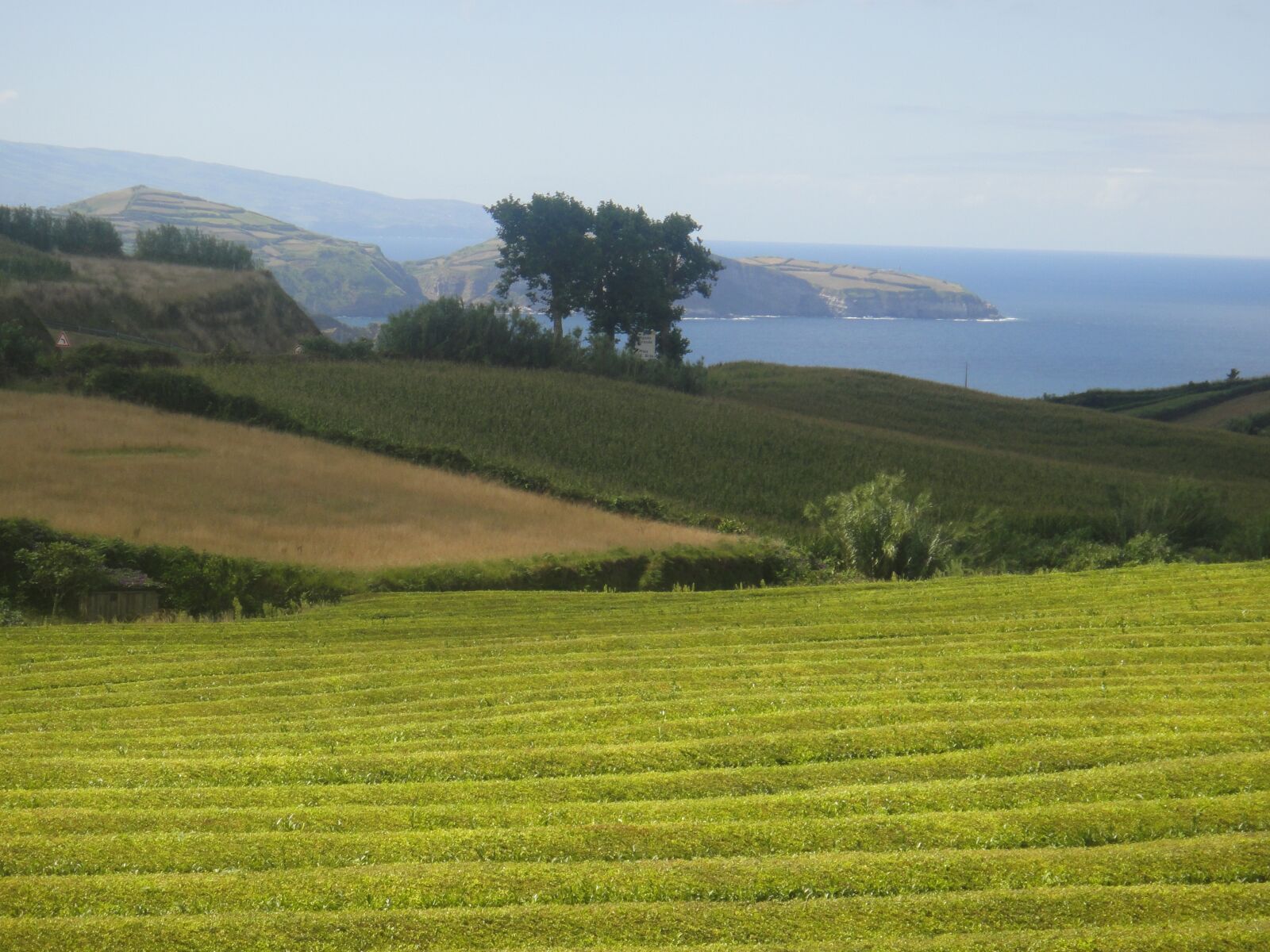 Sony DSC-TX7 sample photo. Azores, portugal, grass photography