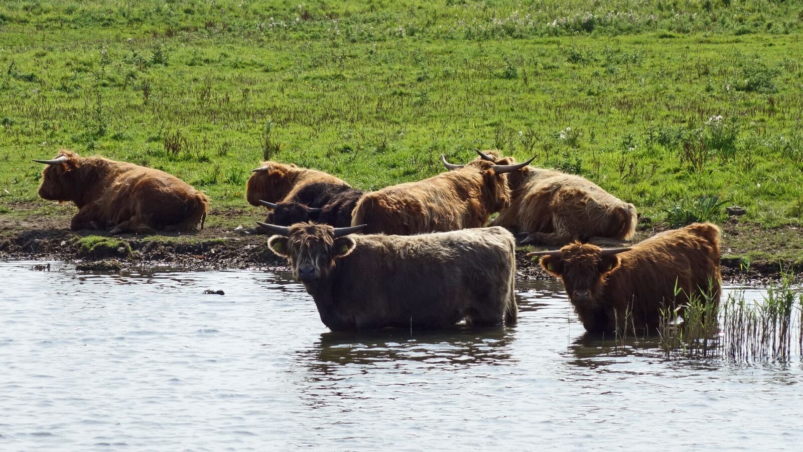 Sony Cyber-shot DSC-RX100 sample photo. Aurochs, highlanders, scottish highlanders photography