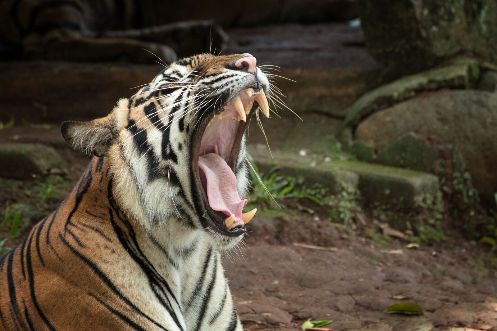 Nikon D750 sample photo. Tiger, animal, wildlife photography