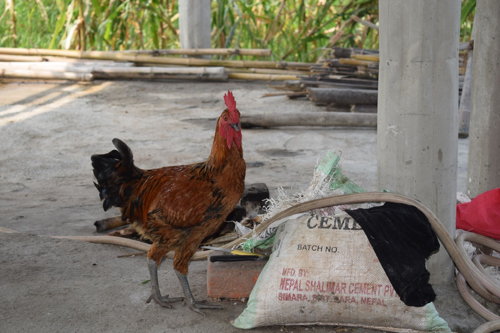 Nikon D5300 sample photo. Local organic chicken, local photography